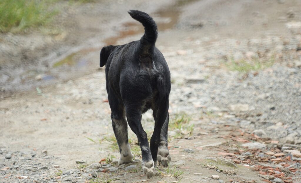 Musta koira kulkee hiekkaisella tiellä. Tiellä on kiviä ja ruoho kasvaa paikoitellen.